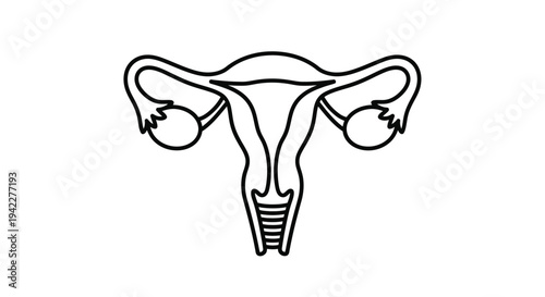 Minimalist outline vector illustration depicting the human female reproductive system including the uterus, ovaries, and fallopian tubes.