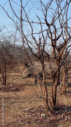 Southern white rhinoceros (Ceratotherium simum simum) walking with its calf in Mosi-oa-Tunya national park in Zambia.