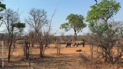 Southern white rhinos (Ceratotherium simum simum) in Mosi-oa-Tunya national park. Zambia.