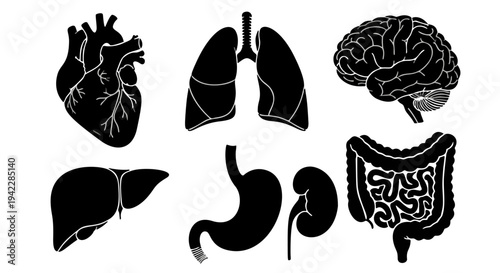 Heart, Lungs, Brain, Liver, Stomach, Intestines - Educational Medical Illustrations of Six Essential Body Organs for Anatomical Studies