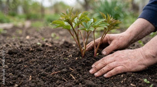 Gardener's Hands Planting Fresh Green Peony Sprouts in Rich Soil Outdoors