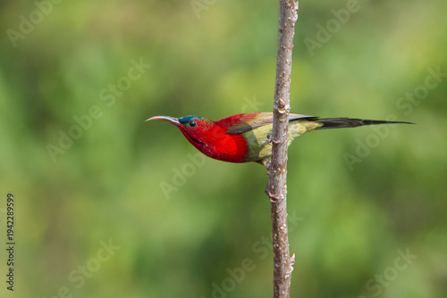 Crimson Sunbird siting on a stick