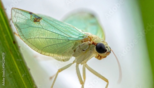 Close-up of a Green Insect on Leaf.