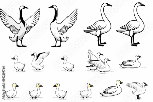Four white geese depicted in various poses and stages of movement