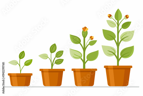 Growth stages of a plant depicted in simple colorful illustration