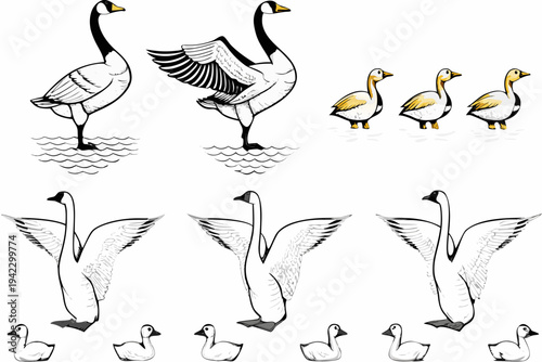Illustrative depiction of geese in various poses and stages of growth