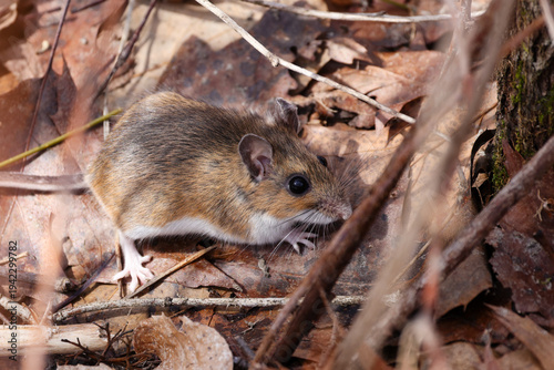 White-footed mouse (Peromyscus leucopus) foraging on leaf litter in woodland habitat, Dunn County, Wisconsin, USA. Wild North American rodent in natural forest environment.