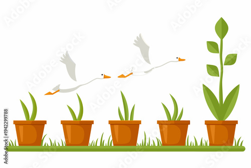 Two white geese fly over a row of potted plants on green grass