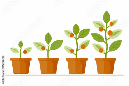 Stages of plant growth depicted with potted sprouts and orange fruits