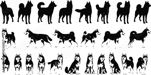 Siberian Husky Dog Silhouette Collection with Black and White Vector Illustrations of Standing Sitting and Walking Alaskan Malamute Sled Dogs