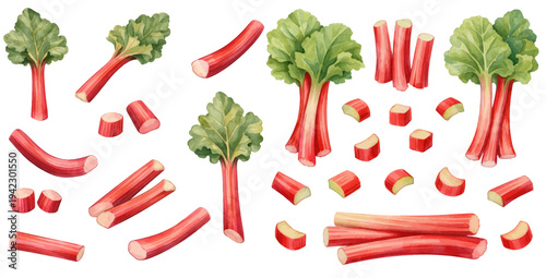 Billede på lærred A charming watercolor collection of fresh rhubarb featuring red stalks and green leaves illustrated in a natural botanical food style