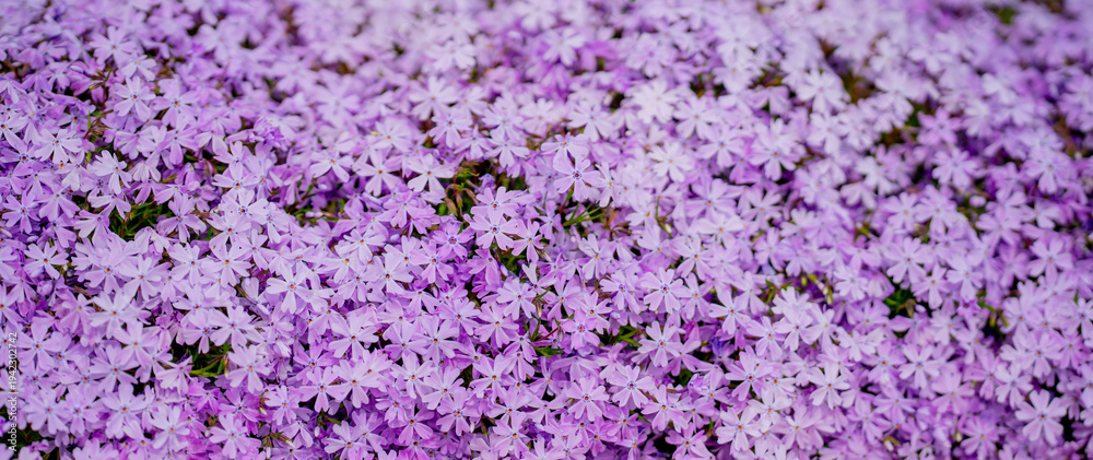 Fototapeta premium Spring ground cover flowers bloom evenly. Spring meadow flowers form a vibrant carpet. Spring floral surface looks decorative and fresh. Spring small flowers create visual harmony.