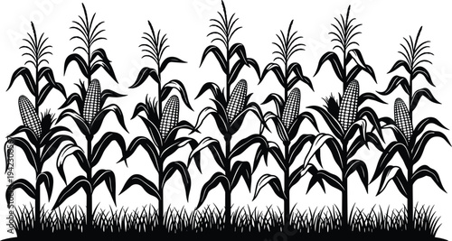 Black and white illustration of mature corn plants with stalks, leaves, and ears of corn, agricultural artwork concept for farming, food production, nature, and educational design projects