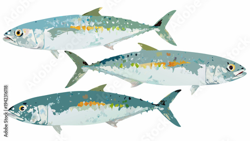 Illustration of three mackerel fish with vibrant coloration and detail
