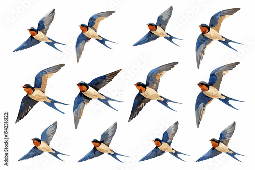 A collection of swallows in various flight poses against a white background