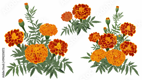 Vibrant orange marigold flowers with lush green foliage on white background