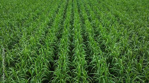Aerial view of sugarcane plants growing at field