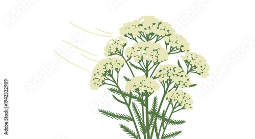 Delicate White Yarrow Blossoms in a Botanical Illustration.