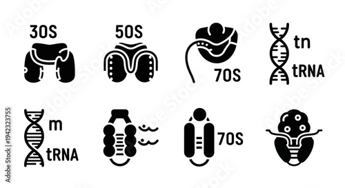 Ribosome Subunits and RNA Molecules Illustrated in Black Icons on a White Background