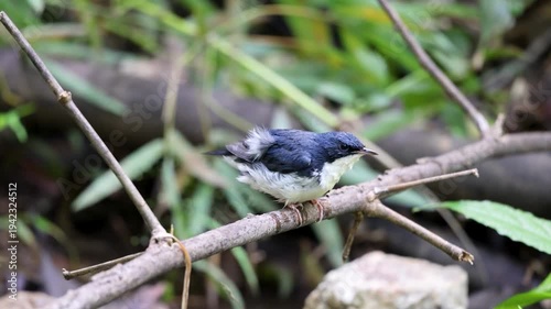 The Siberian blue robin on a branch