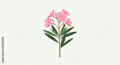 Elegant Pink Oleander Blossom Illustration on a Delicate Stem.