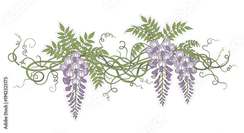 Elegant Wisteria Vine Illustration with Cascading Purple Flowers and Green Foliage.