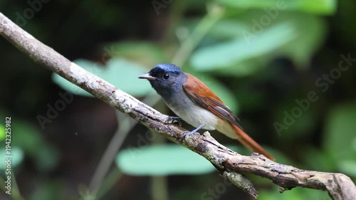 The Asian Paradise-flycatcher on a branch