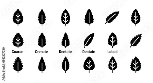Collection of Various Leaf Shapes and Types Illustrated in Black Silhouettes