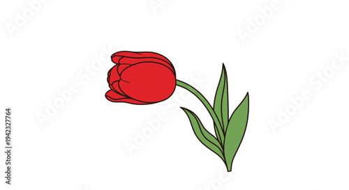 Red Tulip Flower with Green Leaves on a White Background.