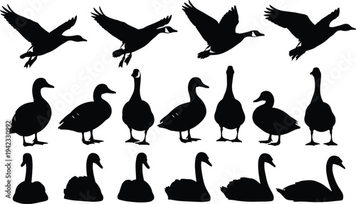 Duck and goose bird silhouettes collection with flying standing and swimming poses vector illustration set of waterfowl animals isolated on white background