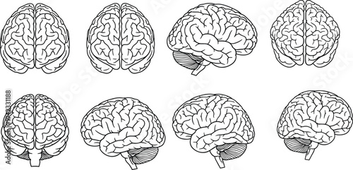 Human brain anatomy vector illustration set with multiple views including top side and front perspectives detailed medical line drawing for neuroscience education