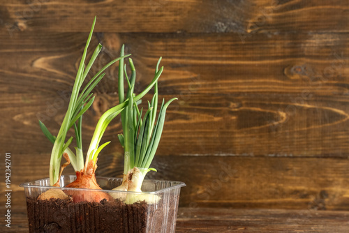 Plastic container with cultivated green onion on wooden background