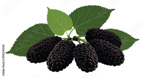 A vibrant illustration of ripe black mulberries with lush green leaves