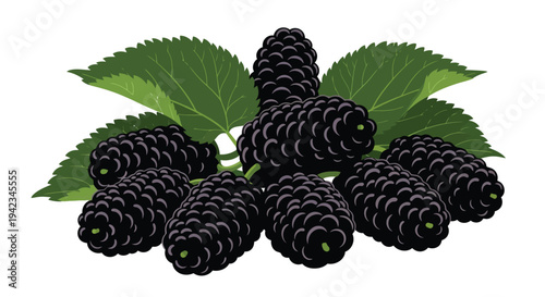 A cluster of ripe blackberries with vibrant green leaves isolated on white