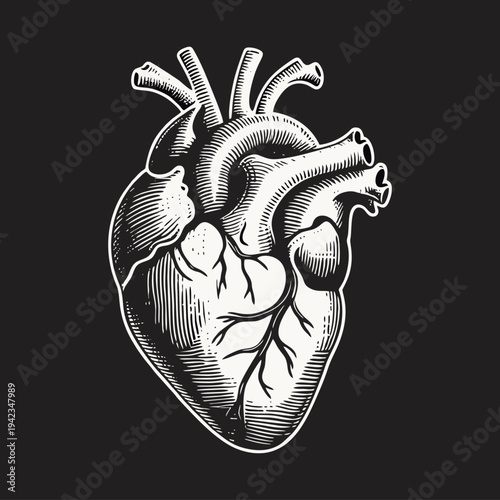 Vintage Engraved Human Anatomical Heart Organ Illustration in Black and White, Detailed Hand-Drawn Design Representing Biology, Medicine, and Health