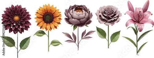 Flower illustration, dahlia drawing, sunflower art, peony sketch, rose painting, lily artwork, botanical design, floral collection, decorative nature, garden inspiration