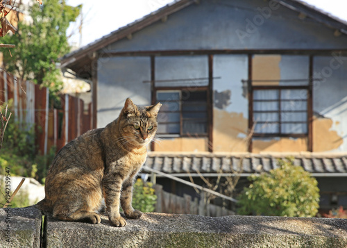 尾道猫