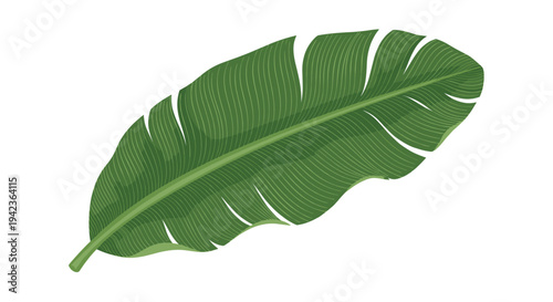A single large vibrant green banana leaf with prominent parallel vein patterns is prominently displayed on a white background.