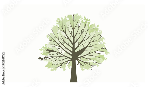 Beech Tree Viewed from Below with Radiating Branches and Spring Foliage Vector