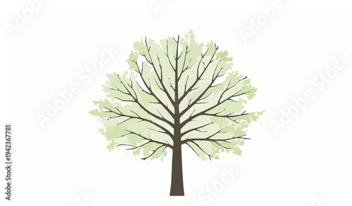 Beech Tree Viewed from Below with Radiating Branches and Spring Foliage Vector