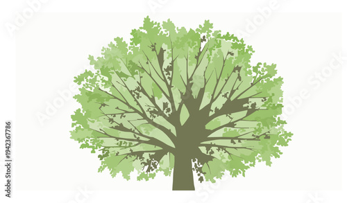 Bottom View Beech Tree Canopy with Fresh Spring Leaves Vector Illustration