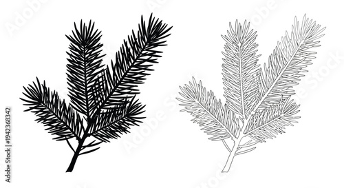 Detailed black and white illustrations of coniferous tree branches