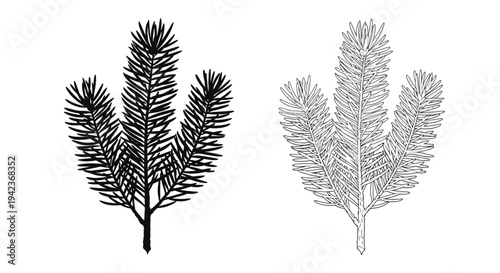 Two detailed botanical illustrations of coniferous tree branches in black ink