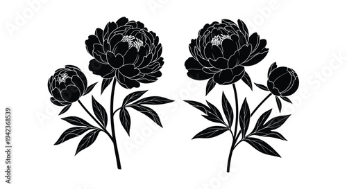Elegant black and white illustration of blooming peony flowers with leaves