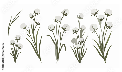 Wild cotton grass botanical vector set with fluffy seed plants nature illustration collection