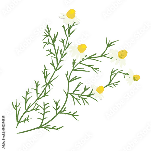 優しいタッチのハーブイラスト ジャーマンカモミール / Herbal Illustrationswith a Gentle Touch -German Chamomile