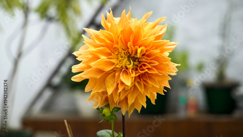 Very beautiful large Indian dahlia flower