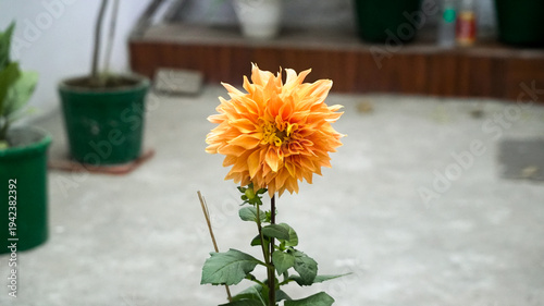 Very beautiful Indian dahlia flower