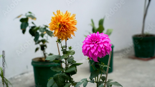 Very beautiful Indian dahlia flower