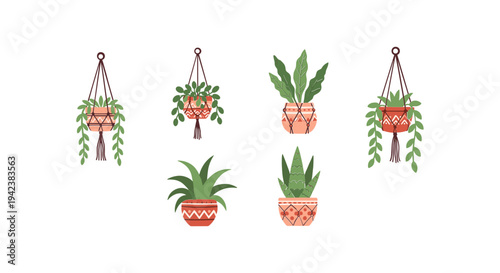 Collection of potted houseplants and hanging plants.